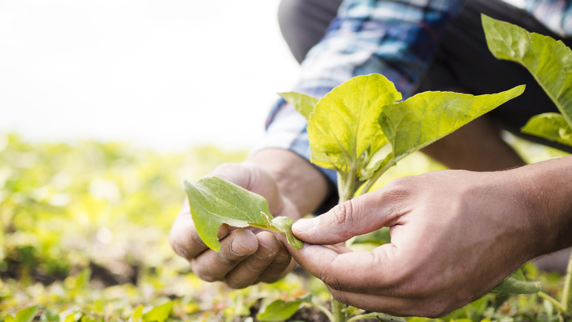 FPTI-PY difunde las buenas prácticas de agricultura de Global G.A.P.